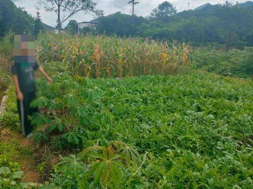 吃瓜刘某,揭秘娱乐圈幕后故事