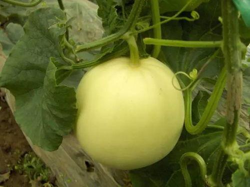 晚上可以吃小白瓜,清爽小白瓜，夏日解暑佳品