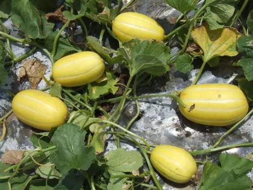 晚上可以吃小白瓜,清爽小白瓜，夏日解暑佳品