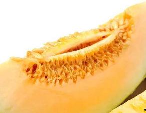 孕早期可以吃瓜蜜瓜不,孕早期孕妇适宜食用的瓜类水果——蜜瓜