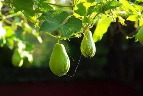 佛手瓜是什么样怎么吃,佛手瓜的形态与美味食用指南