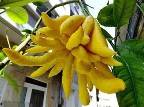 佛手瓜是什么样怎么吃,佛手瓜的形态与美味食用指南