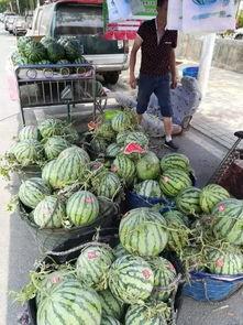 伊犁最新吃瓜事件,揭秘背后真相与网络热议