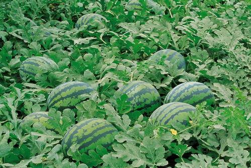 tg吃瓜群,网络舆论场上的“瓜田”风云