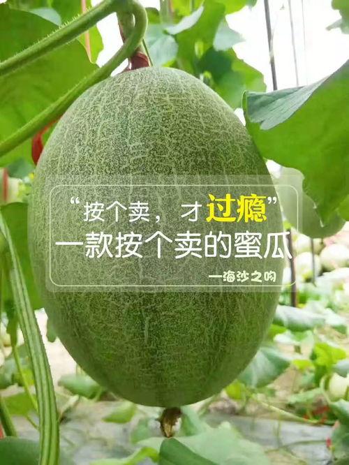 tg吃瓜群,网络舆论场上的“瓜田”风云