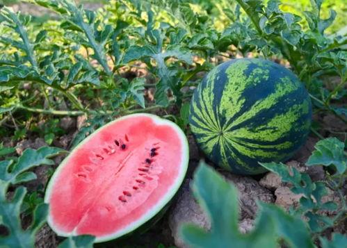 永华吃瓜,揭秘娱乐圈背后的那些事儿