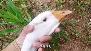 瓜娃子吃,探寻夏日消暑美食的奥秘