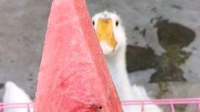 瓜娃子吃,探寻夏日消暑美食的奥秘