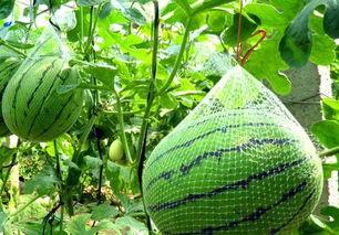 西禾瓜怎么吃,解锁美味新体验