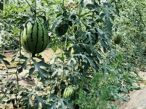 满京城都在吃瓜,揭秘满城热议的神秘事件
