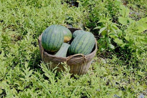 大瓜趁熟吃,把握时机，尽享美味人生