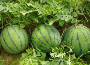 平平吃瓜,揭秘娱乐圈幕后故事