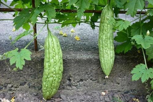 平平吃瓜,揭秘娱乐圈幕后故事