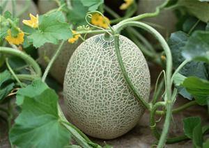 唱个歌吃哈密瓜,唱个歌，吃哈密瓜