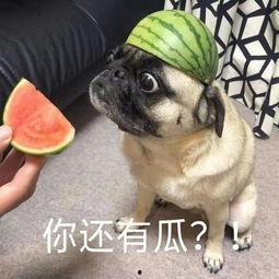 吃瓜说话录音,一场网络舆论的风暴