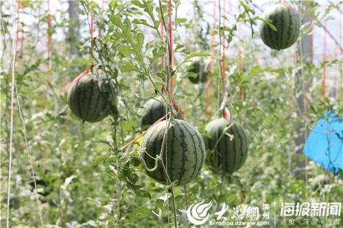 德龙最新吃瓜视频,揭秘娱乐圈幕后真相