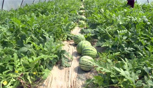 德龙最新吃瓜视频,揭秘娱乐圈幕后真相