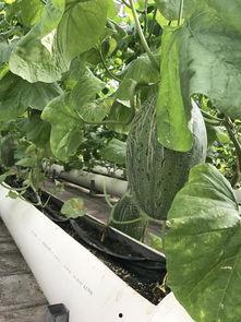 吃瓜观娱,吃瓜群众视角下的精彩瞬间