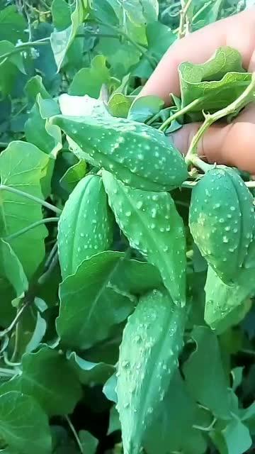 吃瓢瓜禁忌,健康饮食的注意事项