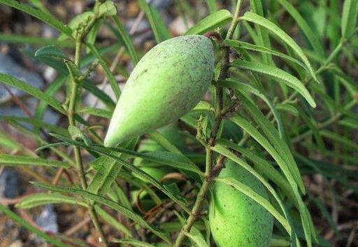 吃瓢瓜禁忌,健康饮食的注意事项