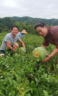 登高山摆摊吃瓜,体验别样山顶生活