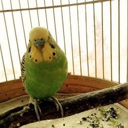 吃瓜喵女士,揭秘娱乐圈幕后故事