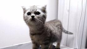 吃瓜喵女士,揭秘娱乐圈幕后故事