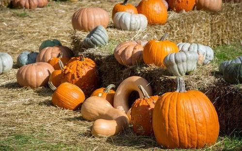 西藏群众吃瓜视频,共享幸福时光