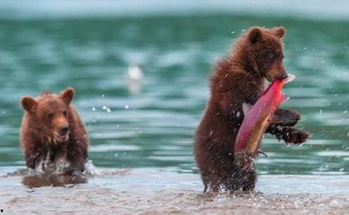 吃瓜小熊露脸视频,萌态可掬，网友热议