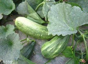 绿瓜是什么瓜 怎么吃,揭秘其吃法与美味享受