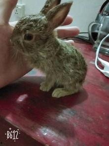 野兔吃小瓜吗,探究它们是否食用小瓜