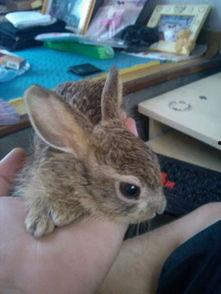 野兔吃小瓜吗,探究它们是否食用小瓜