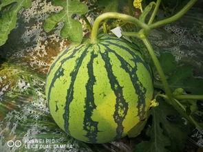 吃瓜为乐,揭秘娱乐圈幕后趣闻