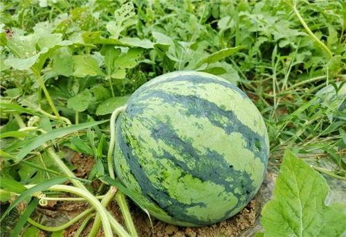 吃瓜中心在线观看,在线观看，畅享娱乐盛宴