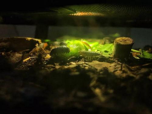 旧陈吃瓜,揭秘历史瓜田里的那些事儿