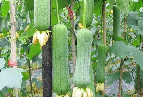 瓜为啥越吃越瘦,揭秘为何吃瓜越吃越瘦