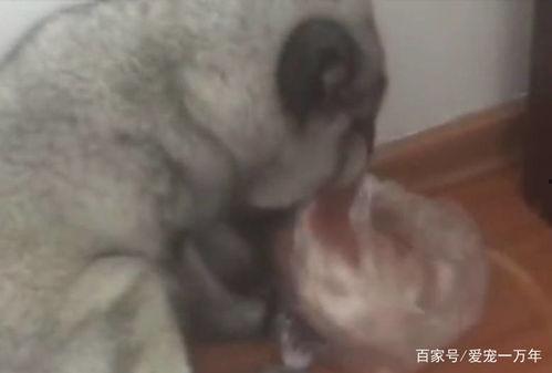 狐狸大哥吃瓜,揭秘娱乐圈幕后故事