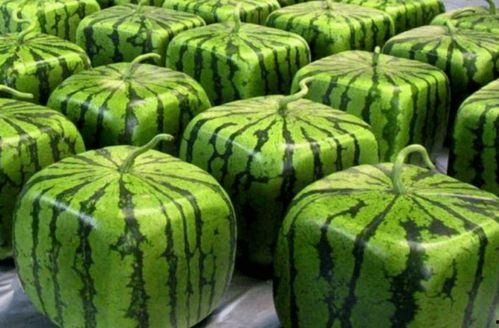 吃瓜剧情在哪里,揭秘娱乐圈幕后风云