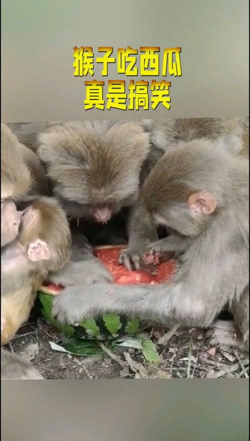 给猴子扔瓜吃