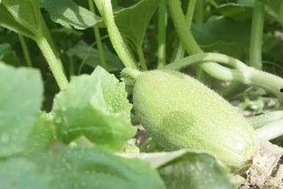 天龙蜜蜜吃瓜,揭秘娱乐圈背后的秘密与真相