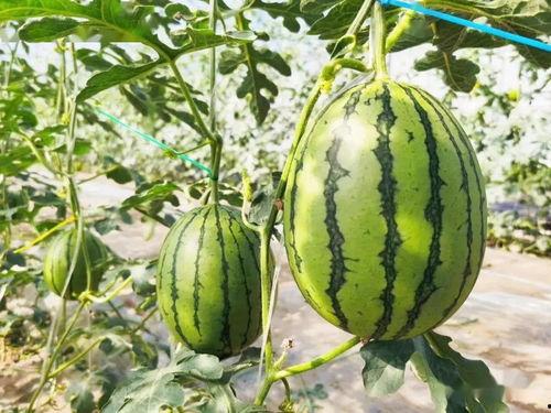 南昌吃瓜事件详情,一场网络热议背后的真相与反思