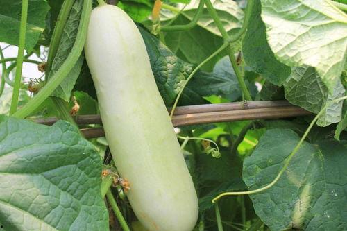 白色的瓜咋吃,解锁清新口感新体验