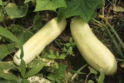 白色的瓜咋吃,解锁清新口感新体验