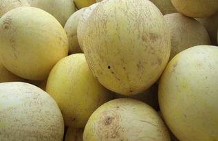 吃白兰瓜视频,视频带你领略夏日清新滋味