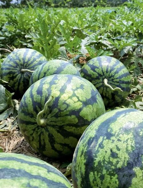 在西瓜地里吃瓜