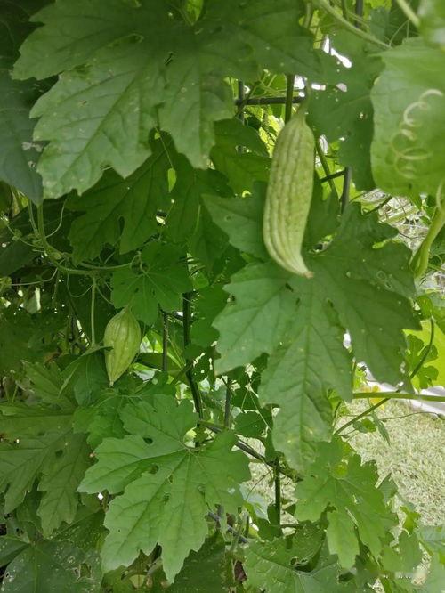 无力吃瓜,揭秘娱乐圈背后的真相与困境