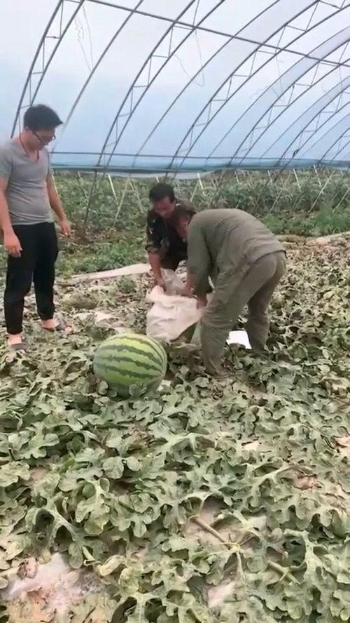 喜欢吃大瓜,揭秘那些让人欲罢不能的美食奥秘