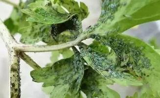 有哪些害虫吃瓜菜,瓜菜常见害虫大盘点