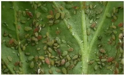 有哪些害虫吃瓜菜,瓜菜常见害虫大盘点