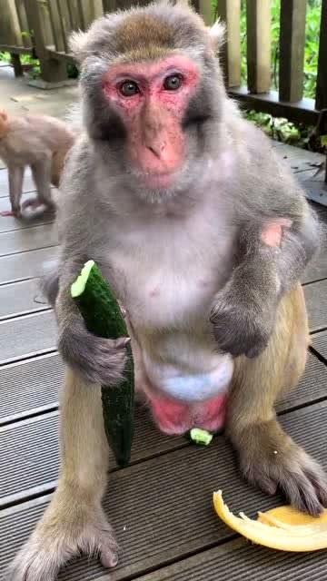 道具吃瓜猴,揭秘神秘道具背后的神奇力量